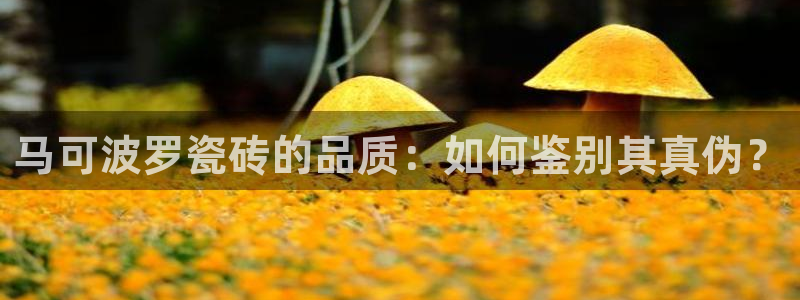 万事达娱乐b 判官